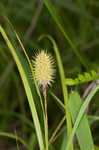 Squarrose sedge